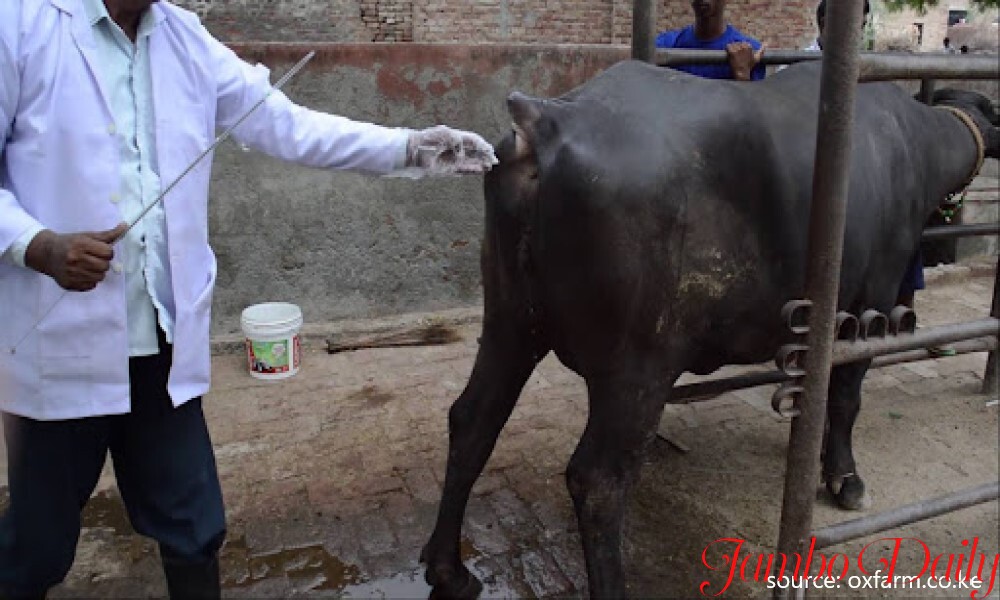 how to become a Veterinary Doctor in Kenya