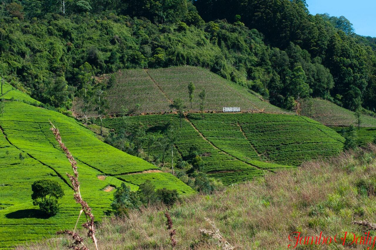 agricultural companies