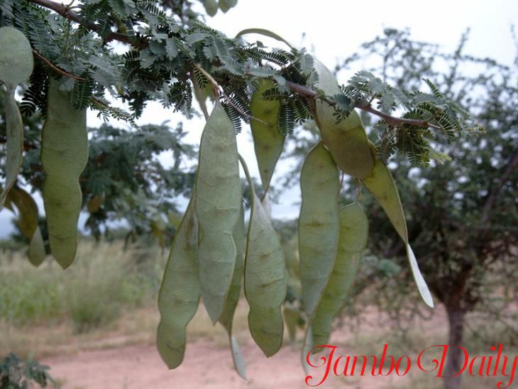Acacia senegal (L.) Willd. (Leguminosae: Mimosoideae)—Gum Arabic