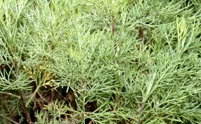 Artemisia herba-alba Asso (Med)—Asteraceae—Wormwood